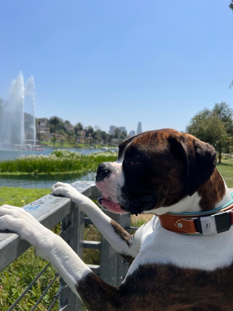 Durango 1.5" Buckle Collar for Fi GPS Trackers - Customer Photo From Madison Crimi-DeMichele