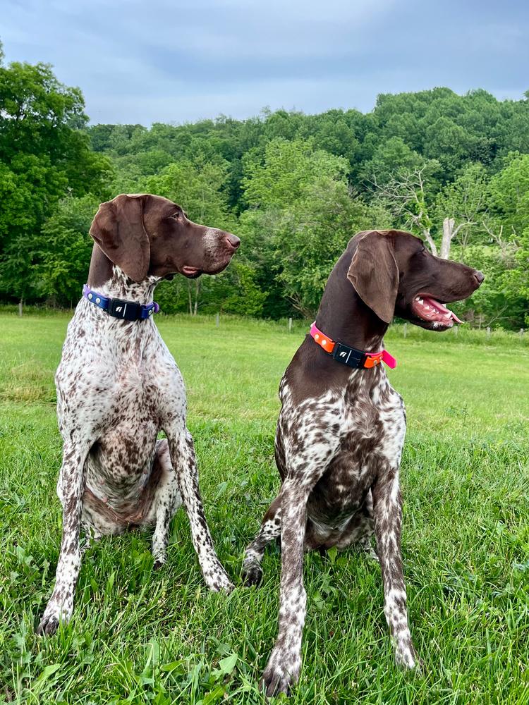 Lakeside 3/4" Buckle Collar For Fi GPS Trackers - Customer Photo From Jichaela Cutshall