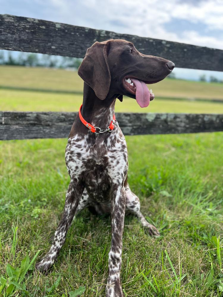 SPLASH Biothane Snap-Tag Collar - Customer Photo From Jichaela Cutshall