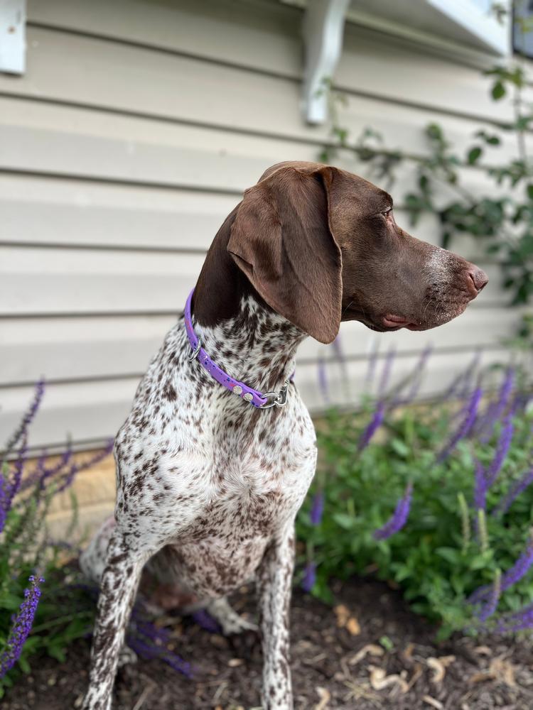 SPLASH Biothane Snap-Tag Collar - Customer Photo From Jichaela Cutshall