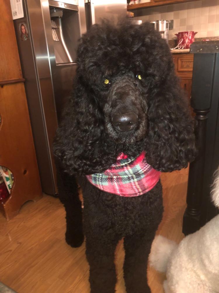 Holly Berry Ruff - Customer Photo From Lynne Renaud