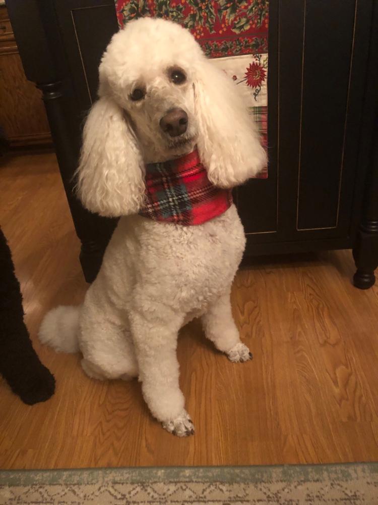 Holly Berry Ruff - Customer Photo From Lynne Renaud