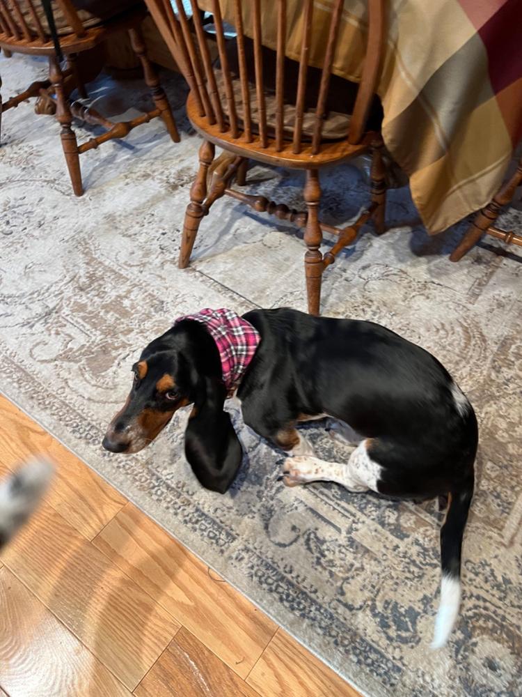 Briar Ruff - Customer Photo From Shari Baker