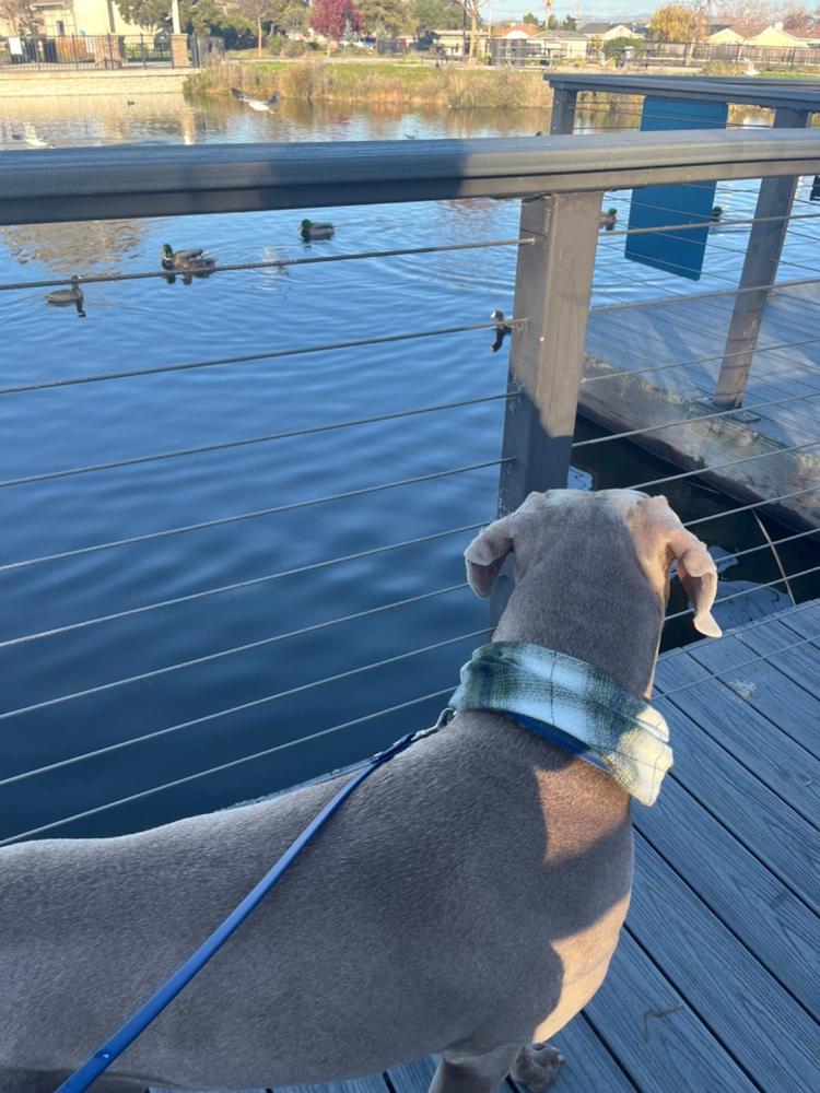 Jasper Ruff - Customer Photo From Emily Panico