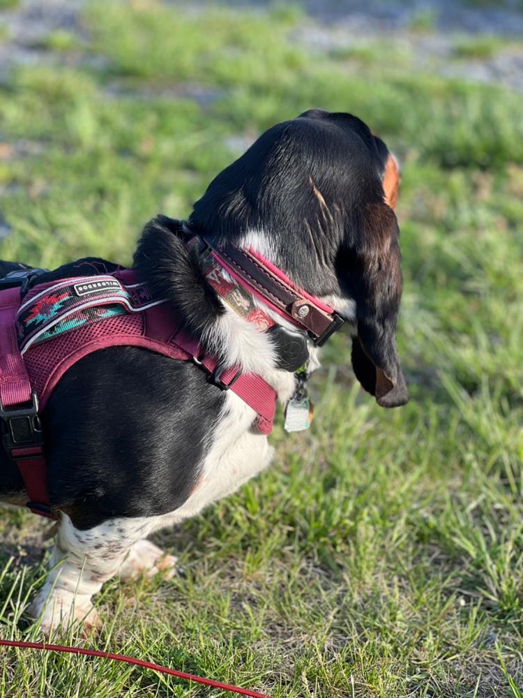 Durango 3/4" Buckle Collar for Fi GPS Trackers - Customer Photo From Shari Baker