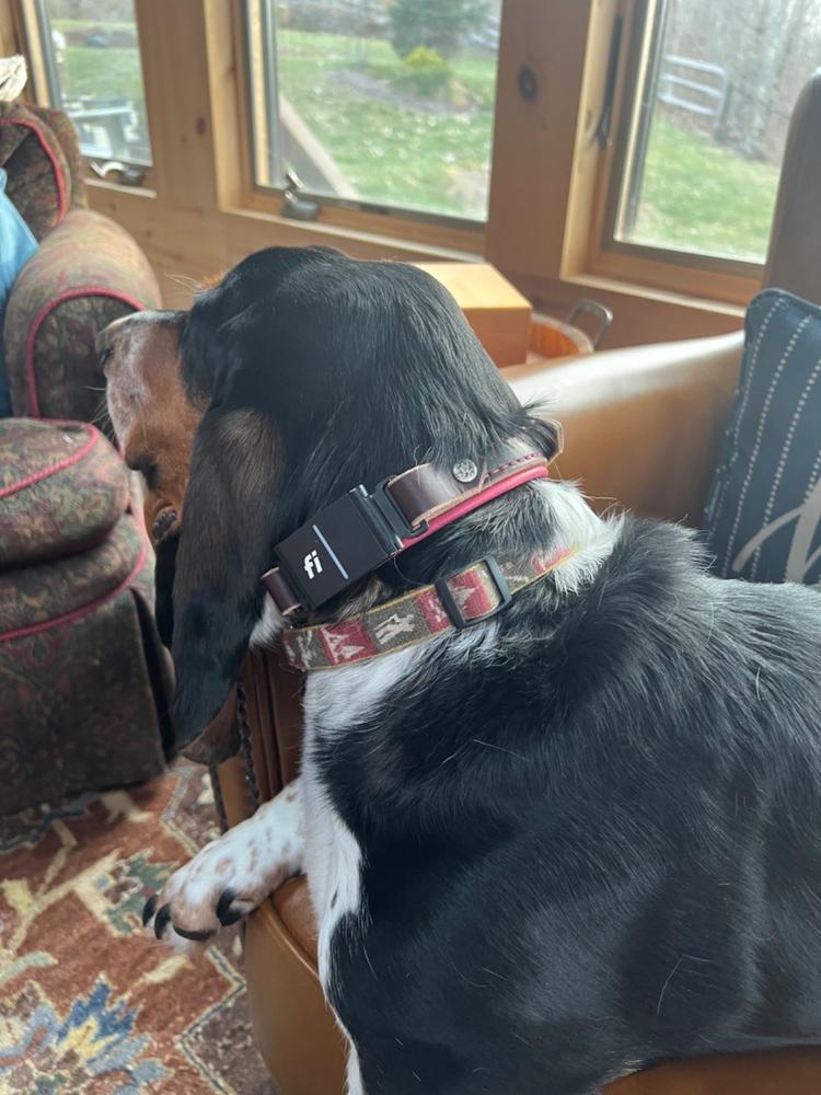 Durango 3/4" Buckle Collar for Fi GPS Trackers - Customer Photo From Shari Baker
