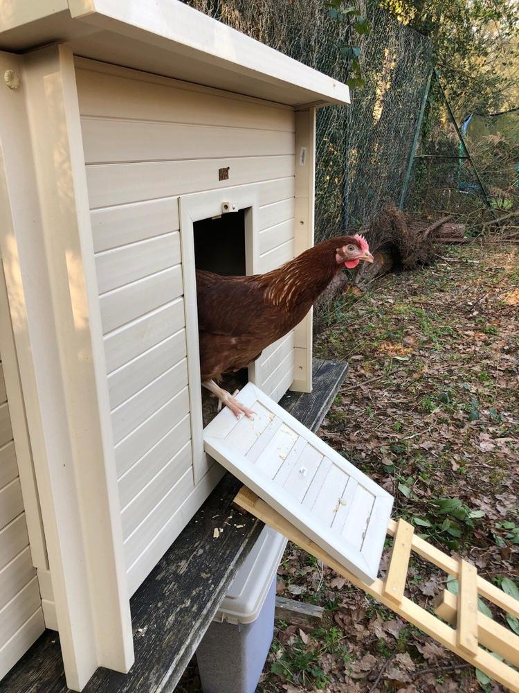 Cotswold Chicken Coop - Recycled Plastic Easy Clean - Customer Photo From Julian B.