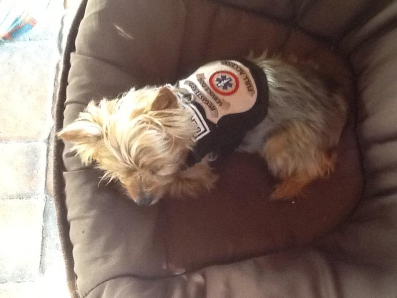 Registered Service Dog Patch (Set of Two) - Customer Photo From Louise B.