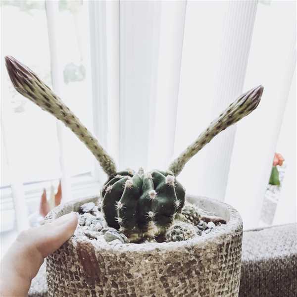 Echinobivia Hybrid Rainbow Bursts Desert