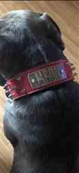 Brian N. verified customer review of W46 - 2 Name Plate Spiked Leather Dog Collar