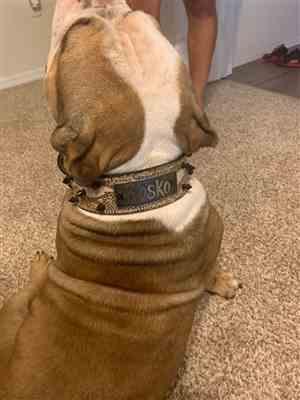 lorraine F. verified customer review of W46 - 2 Name Plate Spiked Leather Dog Collar