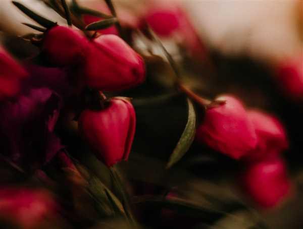 Lensbaby Velvet 56 Review