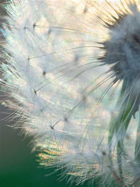 Lensbaby Velvet 56 Review