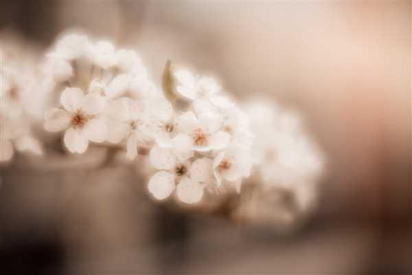 Lensbaby Velvet 56 Review