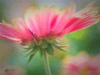 Frank Kendralla (Kendralla Photography) verified customer review of Composer Pro II with Sweet 35