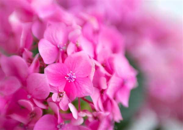 Lensbaby Composer Pro II with Sweet 50 Review