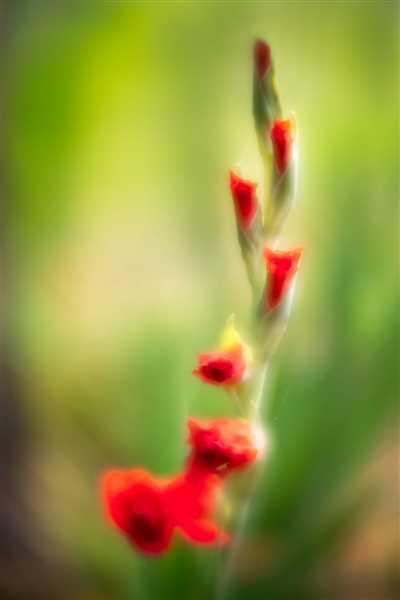 Lensbaby Composer Pro II with Sweet 50 Review