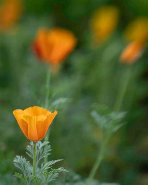 Lensbaby Composer Pro II with Sweet 50 Review