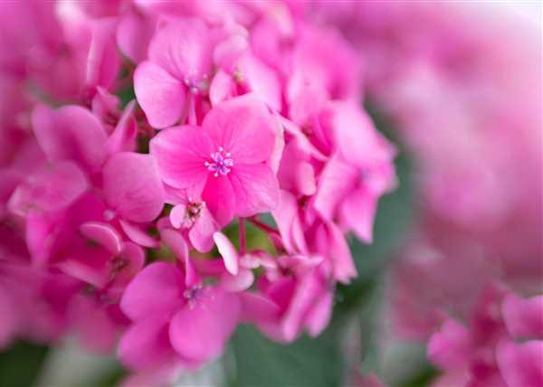 Lensbaby Composer Pro II with Sweet 50 Review