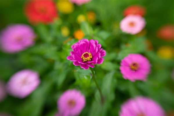 Lensbaby Composer Pro II with Sweet 50 Review