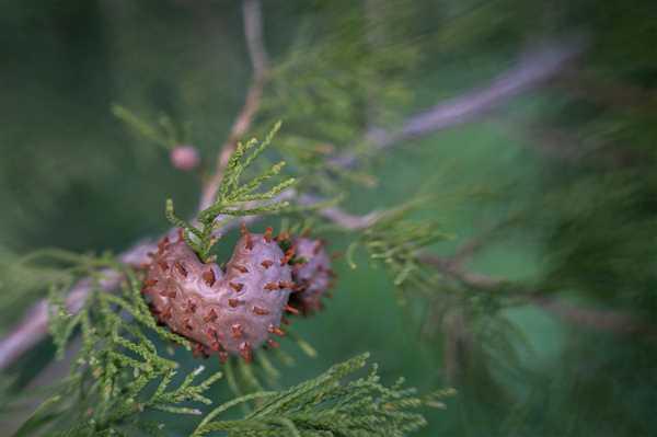 Lensbaby Sol 45 Review