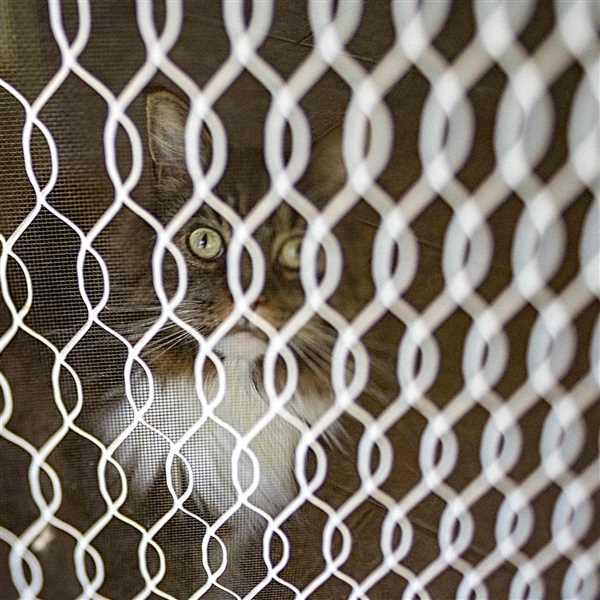 Kim Sayre verified customer review of Composer Pro II with Edge 35 Optic