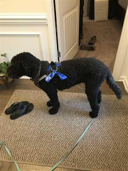 Best harness 2025 for labradoodle puppy