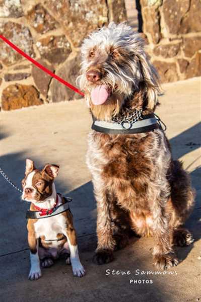 Best harness for on sale labradoodle