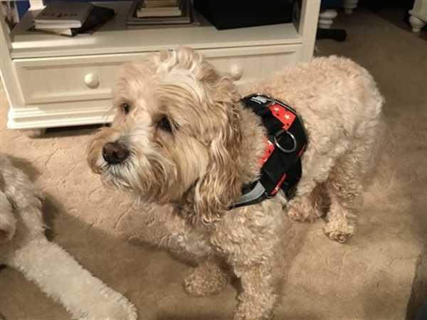 Best harness 2025 for labradoodle