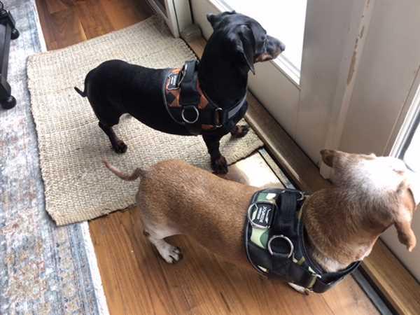 World U0026 39 S Best Dog Harness U2013 Joyride Harness