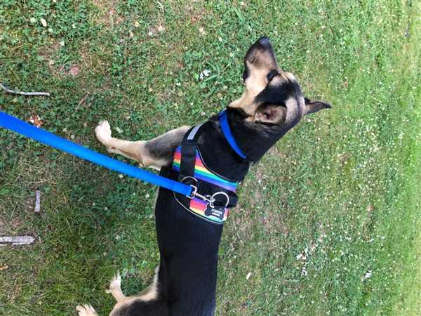 World U0026 39 S Best No Pull Dog Harnesses Fitting Dogs Big To