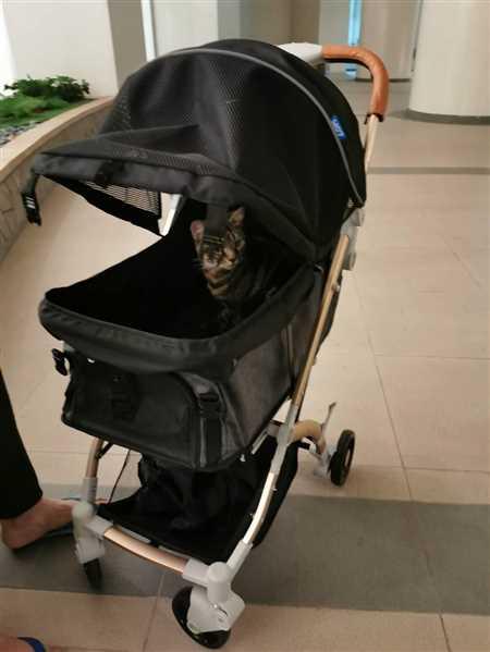 HPZ™ PET ROVER LITE Premium Black Travel Stroller for Small/Medium Dog ...