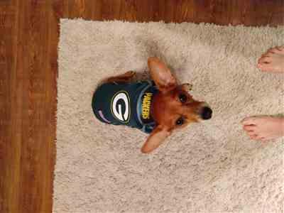 Fan Shop HQ Green Bay Packers Pet Jersey Review