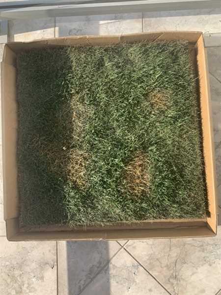 Elizabeth Conlon verified customer review of Fresh Patch (Large)
