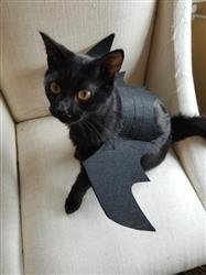 Pet Dog Cat Bat Wings Costume Black Puppy Kitten Clothing Pet Dog Cat Bat Wings Costume Black Puppy Kitten Clothing