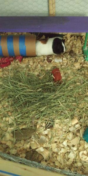 bluegrass hay for guinea pigs