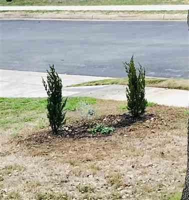 spartan juniper junipers