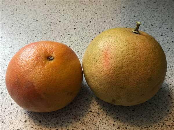 dwarf ruby red grapefruit tree for sale dwarf ruby red grapefruit tree for sale
