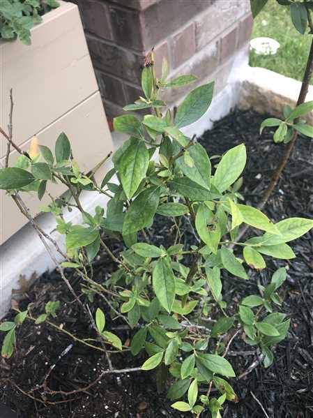 Pink Lemonade Blueberry Bushes for Sale – FastGrowingTrees.com