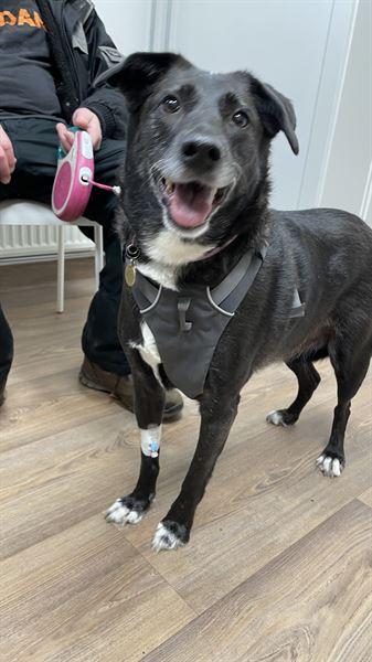 First Aid for Dogs Wound Care Spray by NHV Natural Pet