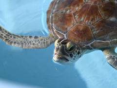 20oz Wide Mouth Water Bottle - Loggerhead Marinelife Center