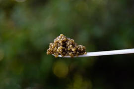Varicoză în caviar - Comportament după operație varicoză