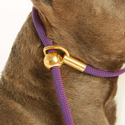 Bubble & Spike - Inspired Dog Accessories