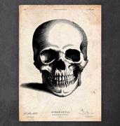 Impression de crâne humain VIII - Codex Anatomicus