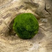 Moss Ball Pets: Buy Premium Marimo & Elevate Your Space! – Moss Ball Pets™