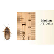 Large 1 inch Dubias