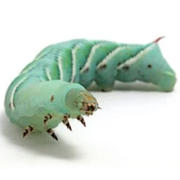Large 1 inch Dubias