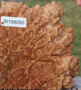 Red Coolibah Burl Live Edge Lumber Product Image