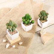 3-Pack Cacti Artificial Succulents in Ceramic Pot 5" - Realistic Maintenance-Free Faux Plants for Bathroom Coffee Table Shelves & Desk