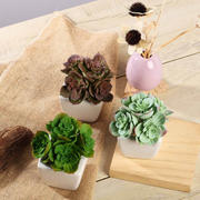 3-Pack Echeveria Elegans Artificial Succulents in Ceramic Pot 5" - Realistic Maintenance-Free Faux Plants for Bathroom Coffee Table Shelves & Desk